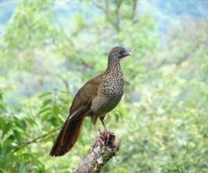 Ortalis guttata  - Villavicencio. Source:  icesi.edu.co